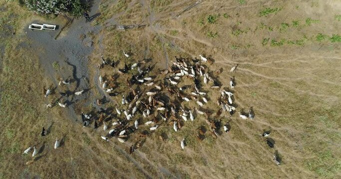 Aerial view of beautiful landscape in Sicily. Dry grass in the ground, herd of goats, green mountain and blue sky in background. Hard condition.