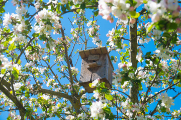 old birdhouse on the blossoming apple tree in spring
