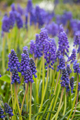 Fresh beautiful spring blue muscari flowers. Blue flowers blooming in the garden, selective focus, macro. Grape hyacinths