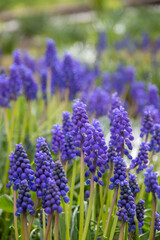Fresh beautiful spring blue muscari flowers. Blue flowers blooming in the garden, selective focus, macro. Grape hyacinths