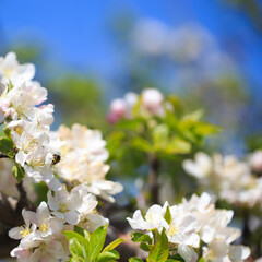 Apple blossoms over blurred nature background. Spring flowers. Spring Background.