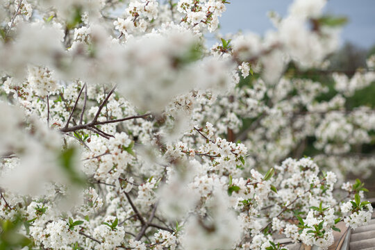 White Cherry Blossom Summer Sky © Olga