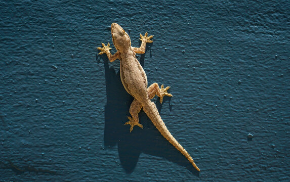 A photo of a lizard on a blue wall.