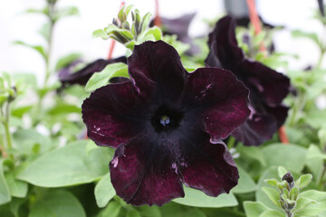 Black flowers of surfinia (ampelous petunia) "Blackberry". Spring flowers. Floral postcard with surfinia. Garden, seasonal gardening. Black surfinia blossom. Black bloom of surfinia (ampelous petunia)
