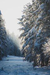 snow covered trees in winter