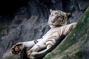 Fototapeta premium Close up white tiger is sleep and rest on the rock mountain