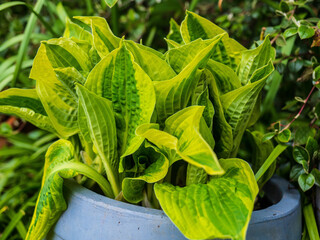 Hosta Series