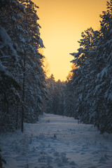 Beautiful sunset in the forest. Snowy trees