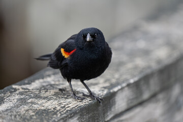 male red winged blackbird has landed nearby and is watching you