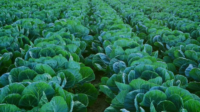 From close-up to panoramic view of green vegetables garden