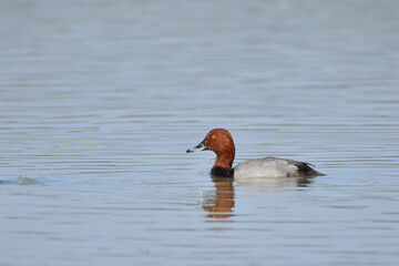 Common Pochard Bird Is Swimming In The Wetland