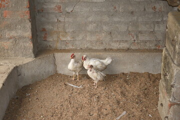 Two white color chickens with an unhealthy small chicken