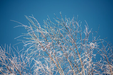 Birch branches covered with snow.
