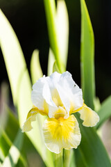 Fototapeta premium Iris