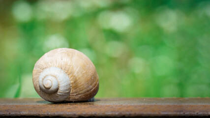 snail crawling along a railway rail on a green blurred background,