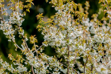 Kirschblüte