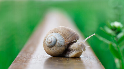 snail crawling along a railway rail on a green blurred background,