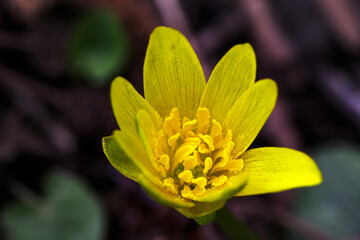 Beautiful yellow Marsh pilewort, macro photography