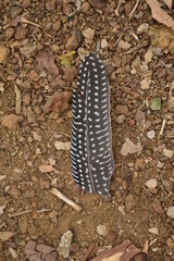 A feathers of guinea fowl fallen on ground upper side