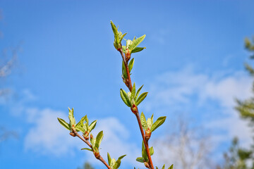 Young spring leaves of Bird-Cherry Tree with unblown inflorescences. Spring background. Selective focus.