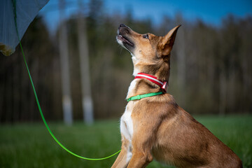 A beautiful young dog on a leash is playing in the field.