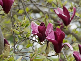 Fototapeten Magnolia liliiflora 'Nigra'   Magnolia à fleurs de lys pourpres nommé magnolia 'Black Lily' © Marc
