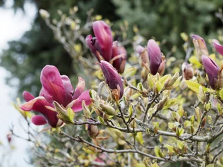 Fototapeten Magnolia liliiflora 'Nigra' - Magnolia à fleurs de lys pourpres ou magnolia 'Black Lily'. Petit arbre au port ramifié et couvert de fleurs dressées entre des bourgeons soyeux dans feuillage vert moyen © Marc