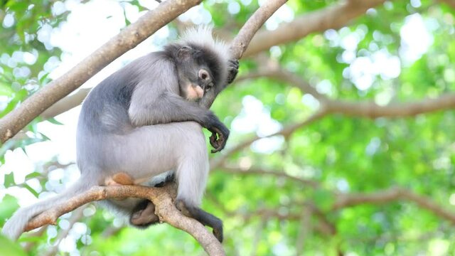 Dusky Langur or Spectacled Langur with scientific name is Trachypithecus obscurus stay on tree branch with eating some bean and day light with happy and relax emotion.