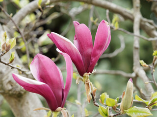 (Magnolia liliiflora 'Nigra') Gros plan sur fleurs de magnolia à fleurs de lis 'Nigra' à pétales dressés ou évasée de couleur pourpre foncé entre des bourgeons charnus et soyeux