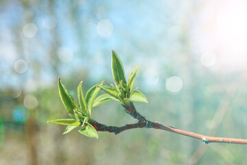 Young spring fresh leaves of apple tree. Spring background. Selective focus