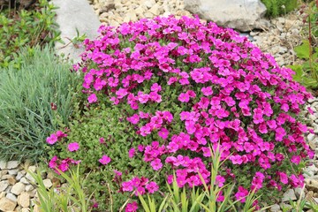 Aubrieta flowers in bloom in garden rockery