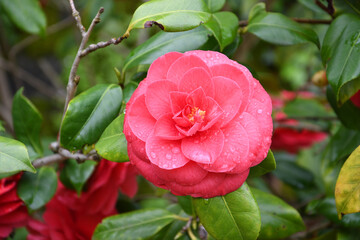 red camellia flowers in a historic garden in Florence. Italy. Camellia is a genus of plants from the Theaceae family