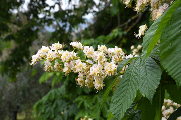 Beautiful flowered horse chestnut. The horse chestnut or Indian chestnut (Aesculus hippocastanum) is a tree belonging to the Sapindaceae family, widespread in Europe