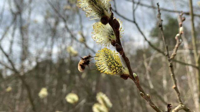 bee fly pollinates willow catkins. Also known as humbleflies. Bombyliidae