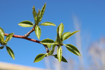 Young spring fresh leaves of apple tree. Spring background. Selective focus