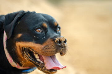 Rottweiler Paula photographed during the walk around