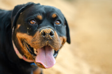 Rottweiler Paula photographed during the walk around