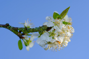 Wunderschöne Blüten an einem Obstbaum im Frühling vor einem hellblauen Himmel / Blühender Apfelbaum im Frühling