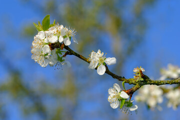 Ein Zweig mit Blüten an einem Obstbaum im Frühling