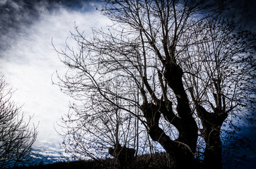 Silhouette of bare trees against white clouds and dark sky - perfect for wallpaper