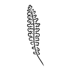 vector silhouette sheet fern on white background