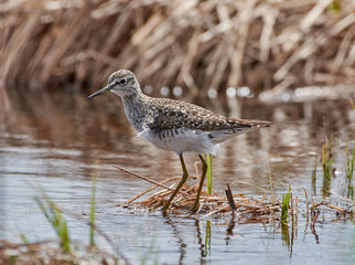 The Lesser Yellowlegs is hunting