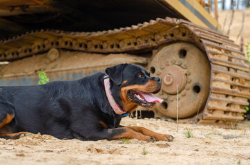 Rottweiler Paula photographed during the walk around