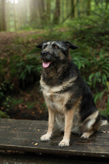 Chien en Forêt