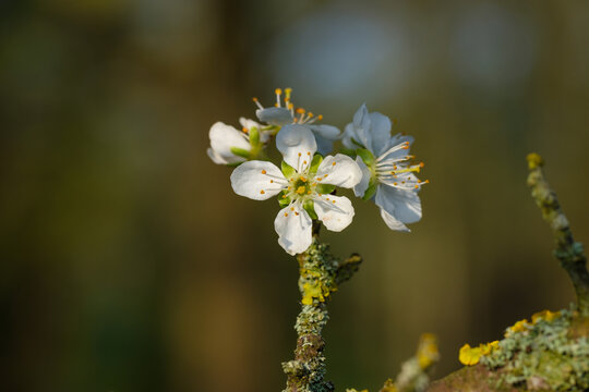 Bl&uuml;ten an einer Schlehe / an einem Schlehenbaum im Fr&uuml;hling