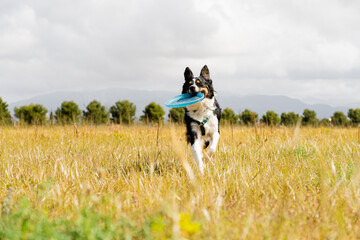 Border collie dog bringing back the frisbee