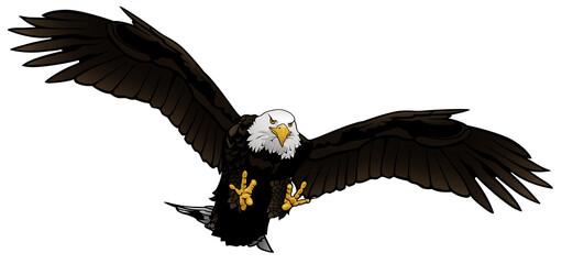 Flying Bald Eagle as Colored Hand Drawn Illustration Isolated on White Background, Vector Graphic