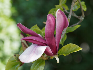 Fototapeta na wymiar Détails d'une fleur pourpre foncé et blanc rosé à l'intérieur du magnolia à fleurs de lys pourpres (Magnolia liliiflora 'Nigra')