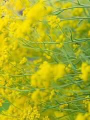 basket-of-gold, Felsen Steinkraut (alyssum saxatile)