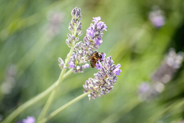 Bee on Phenomenal Lavender flowers, Lavandula, Portugal